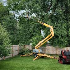 Best Root Management and Removal  in Moss Beach, CA