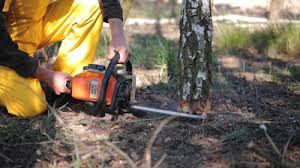  Moss Beach, CA Tree Care Pros