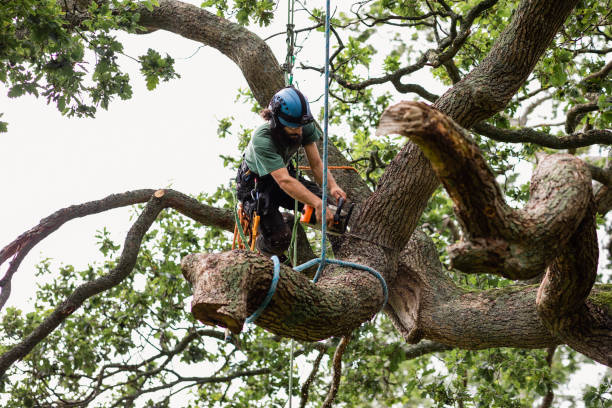 How Our Tree Care Process Works  in  Moss Beach, CA