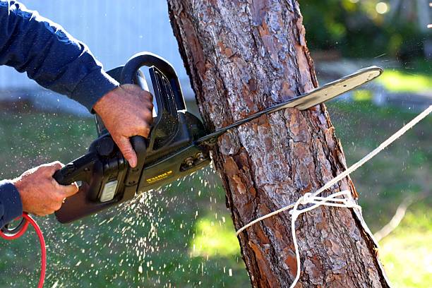 Best Hedge Trimming  in Moss Beach, CA