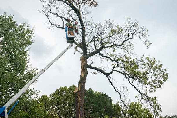 Best Tree Disease Treatment  in Moss Beach, CA