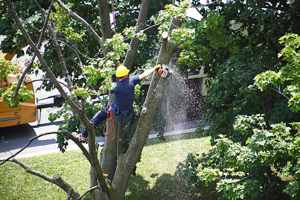 Best Storm Damage Tree Cleanup  in Moss Beach, CA
