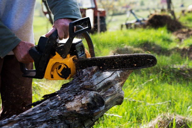 Professional Tree Care in Moss Beach, CA
