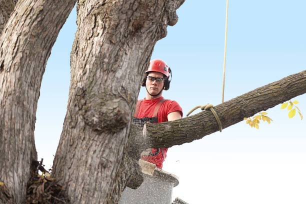 Best Tree Health Inspection  in Moss Beach, CA